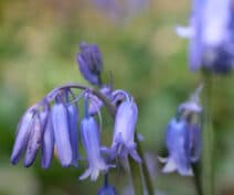 Bluebells begin in Tehidy Country Park